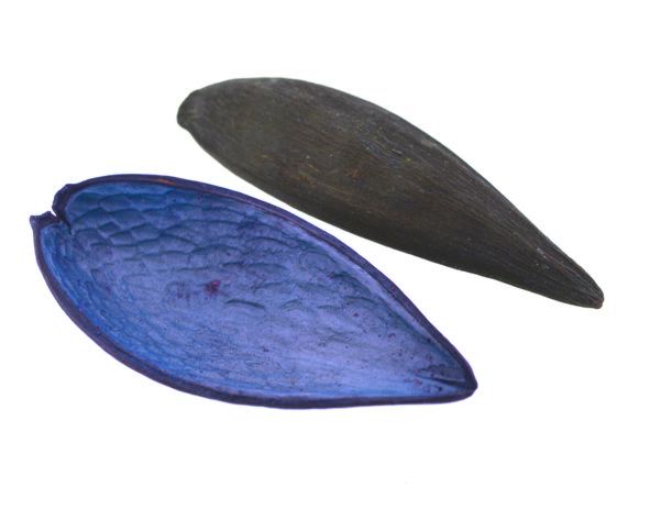 Casca canoinha - Azul - Tamanhos variados (5 peças)